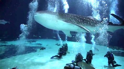 georgia aquarium dive with whale sharks